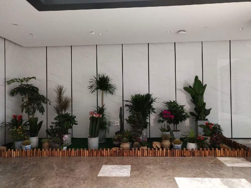 辦公室綠植租賃費(fèi)用到底高不高？常見(jiàn)綠植的種類(lèi)有哪些？
