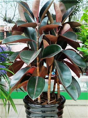 橡皮樹(shù)-寧波綠植出租